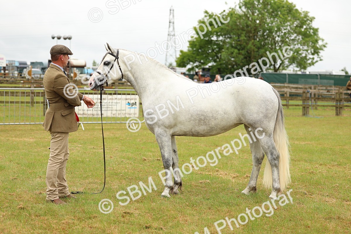 SBM_04108 - Class 64-67 - Shetland Pony In Hand