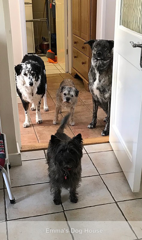  - Dogs