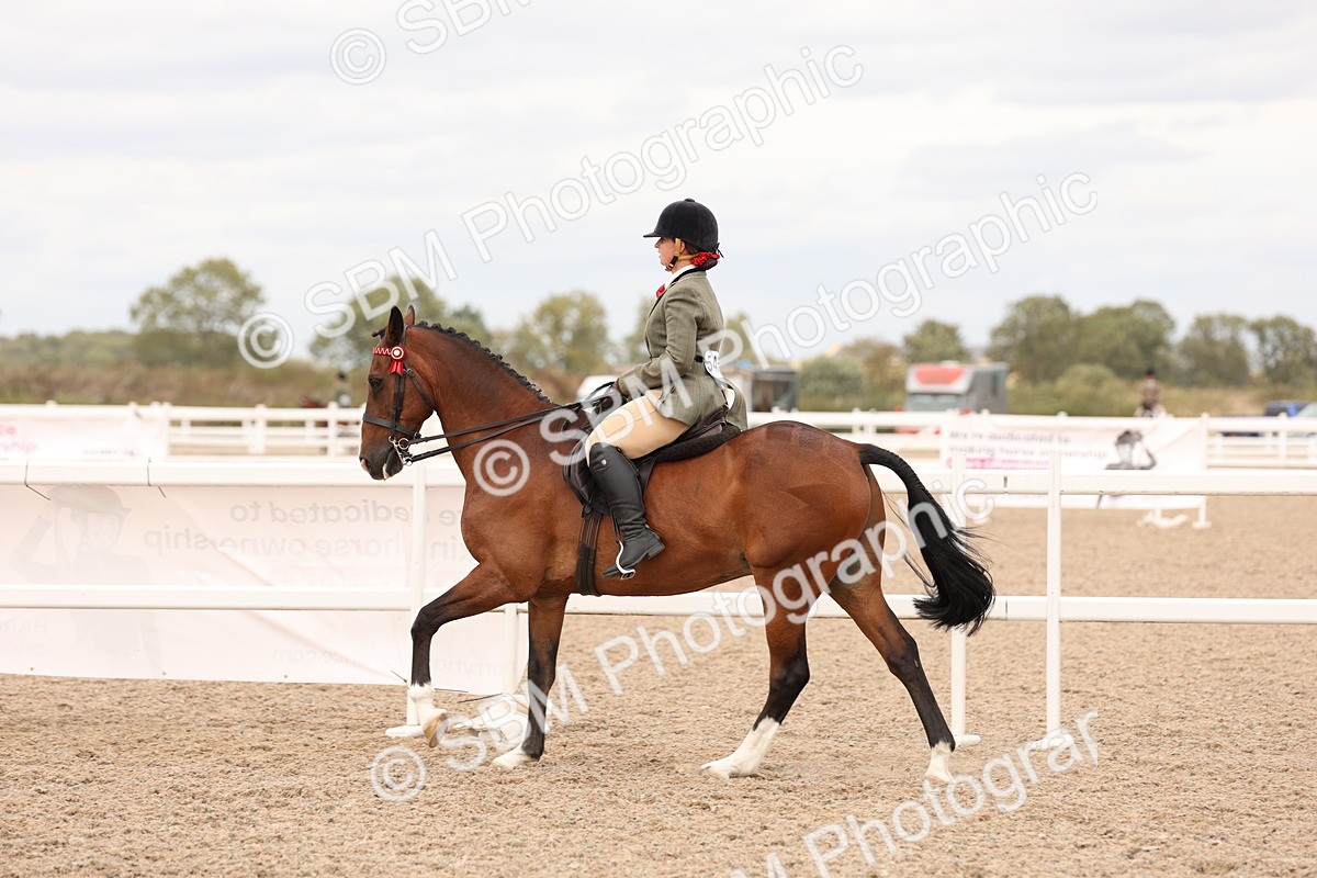 SBM_17340 - Class 214 - Ridden Hack Riding Horse