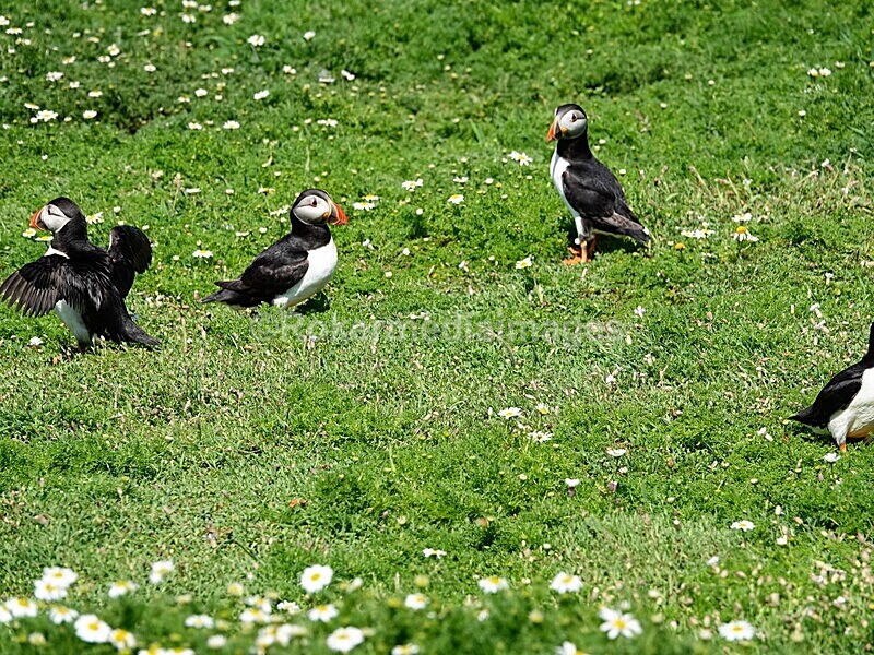 DSC00380 - Skomer 2019