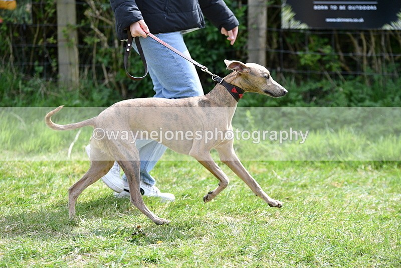 WJ5_9690 - Class 3 Most Handsome Dog