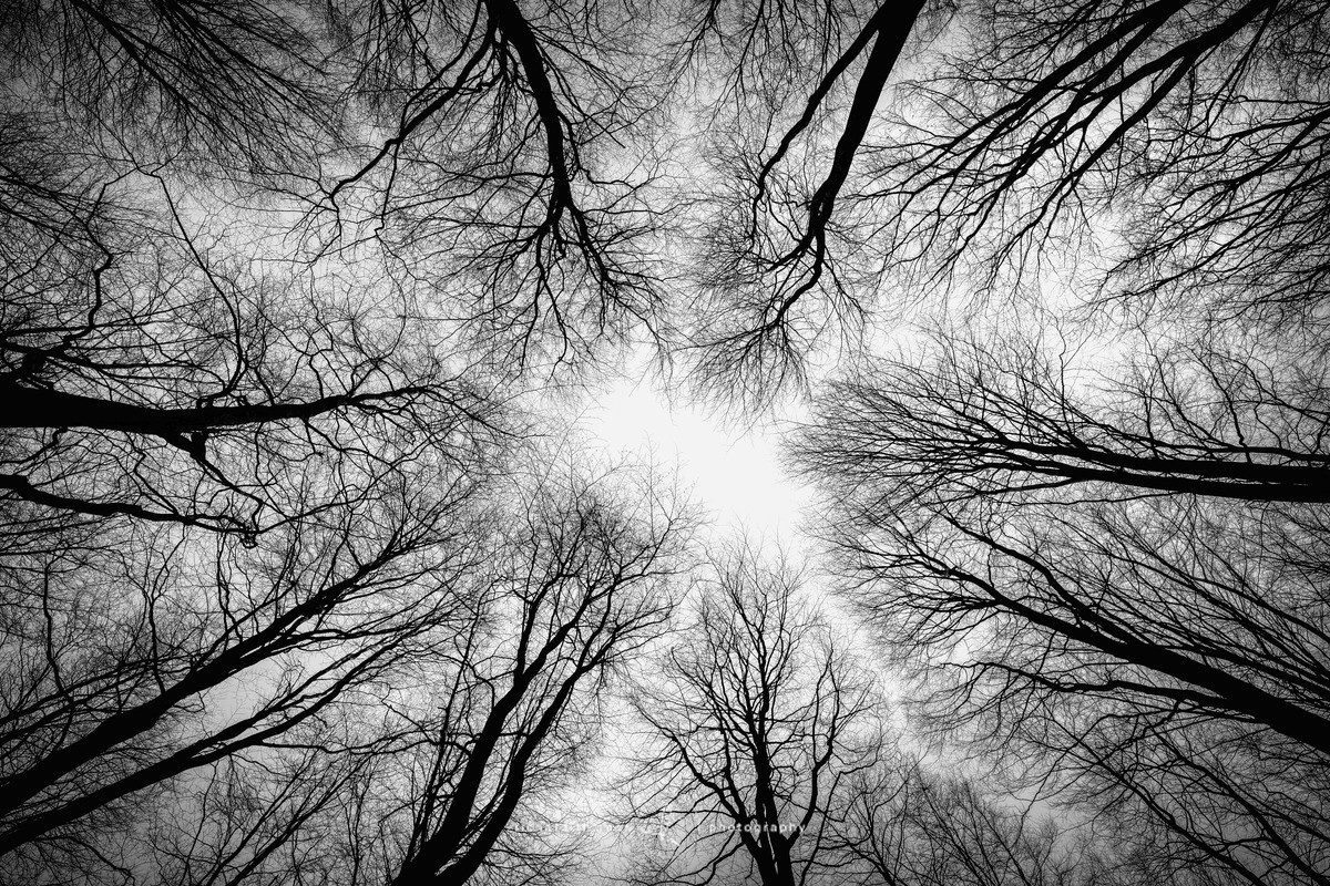 Micheldever Canopy - Mono Mist Trees
