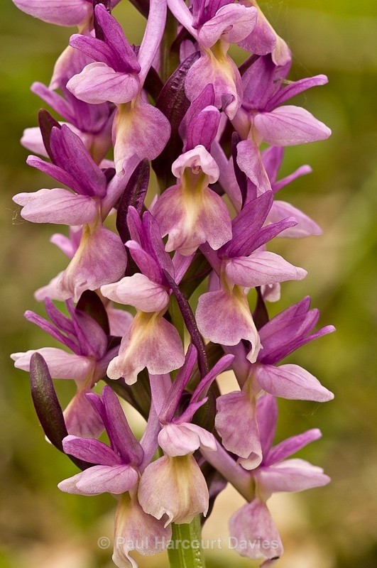  - Orchids - Dactylorhiza