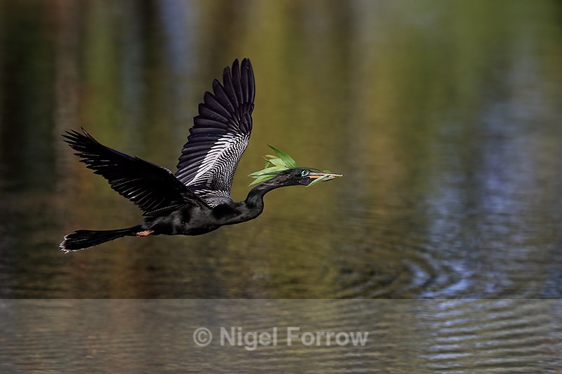 Anhinga (male) flying, Venice Rookery, Florida - Anhinga