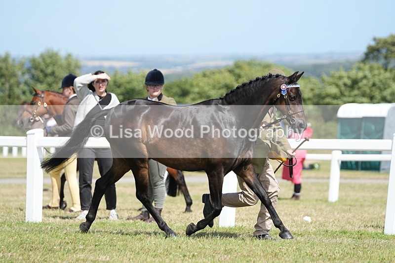 DSC07329 - Class 69: NPS Show Pony 4 years and over