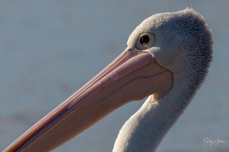 Pelican Portrait