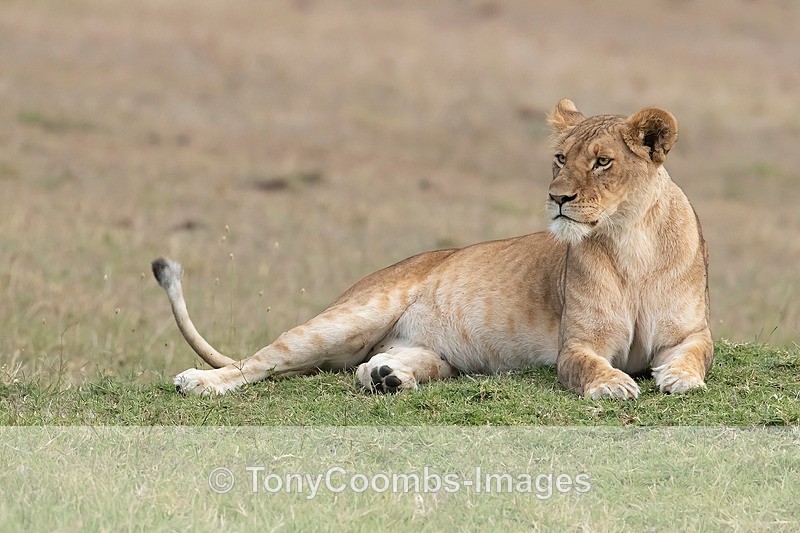 Lioness - Mara North ~ Cats