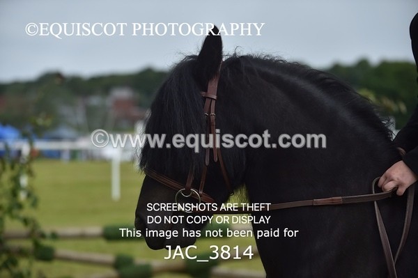 JAC_3814 - 65cm WORKING HUNTER