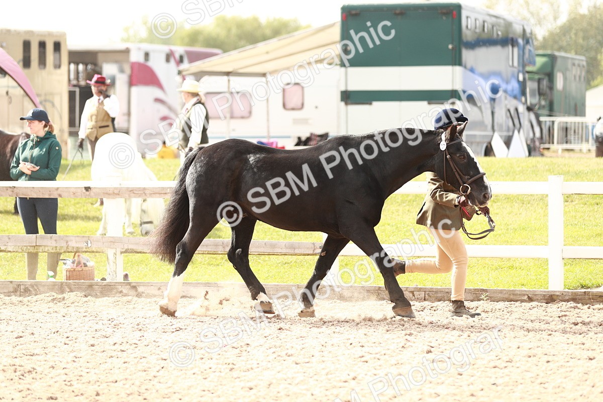 SBM_11784 - Class 206 IH Non Show Type Pony