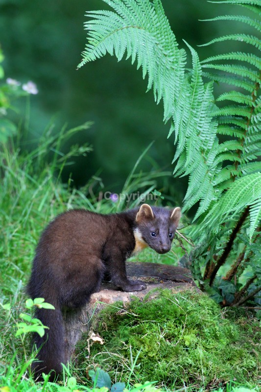 Pine Marten - Pine Marten