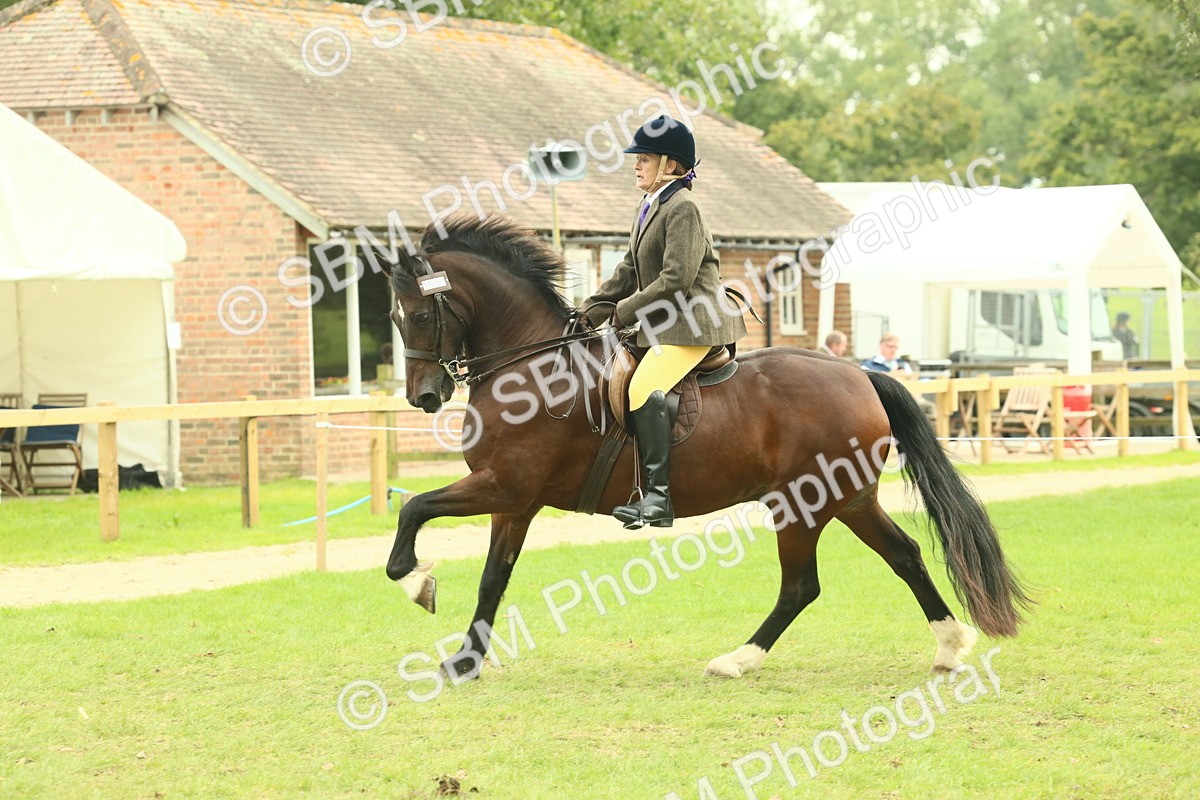 SBM_72005 - S60 - Mountain & Moorland Ridden Large Breeds