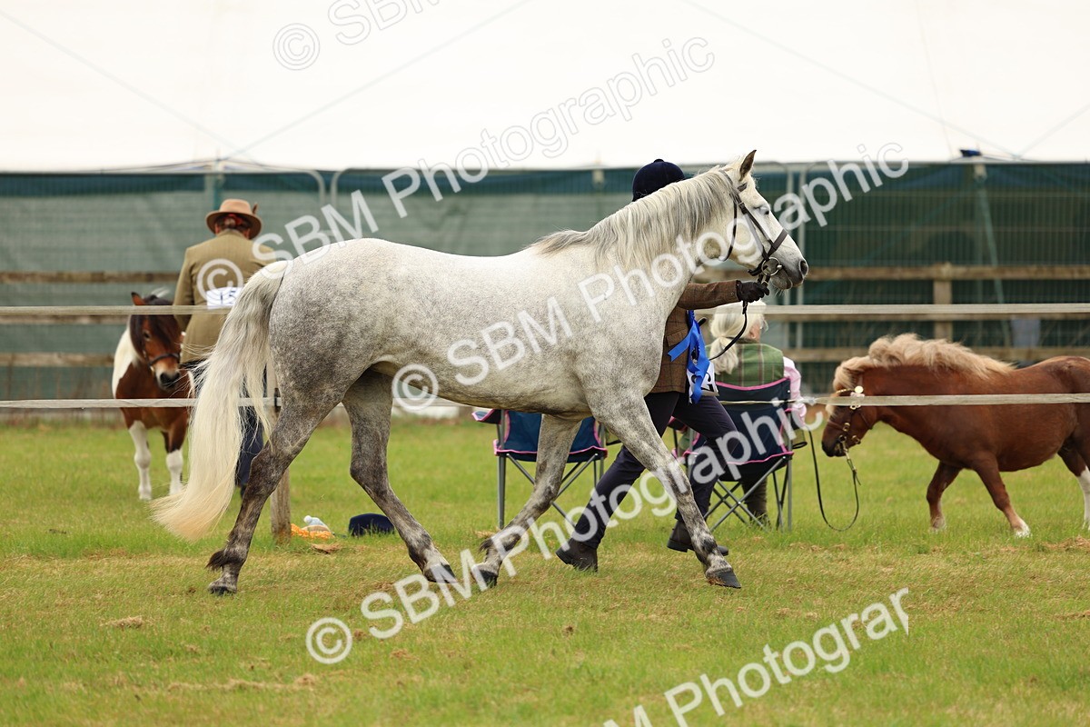SBM_04303 - Class 64-67 - Shetland Pony In Hand