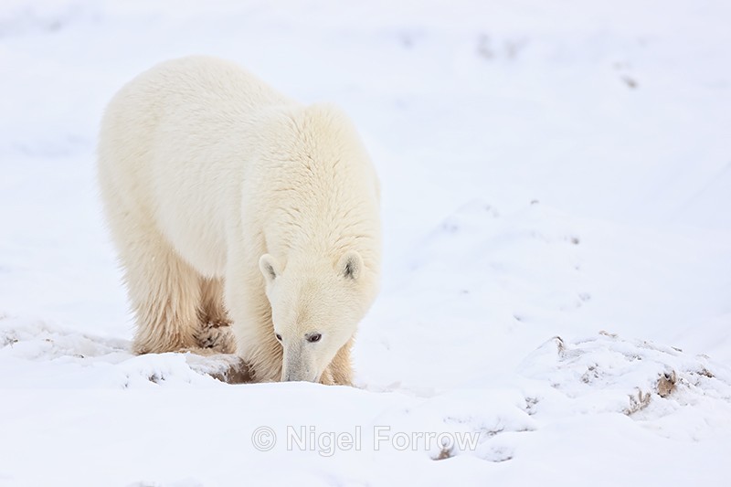 Polar Bear nose to ground, Churchill, Canada - Polar Bear