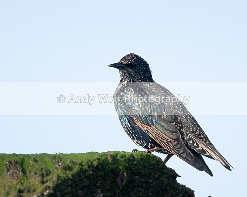 20080928-034 - Starlings