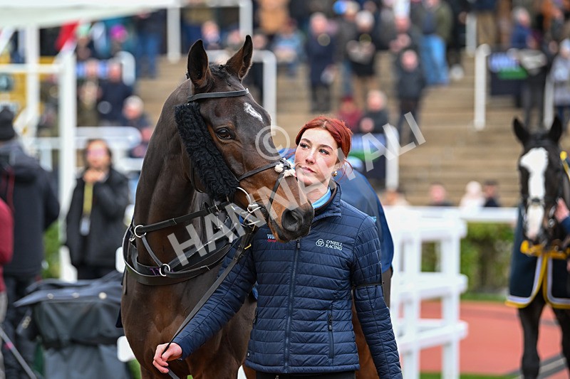 171124-Race 2-Paddock-Bob Bob Ricard-2741 - Race 2