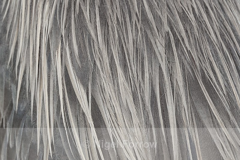 Great Blue Heron back feathers, Viera Wetlands, Florida - Great Blue Heron