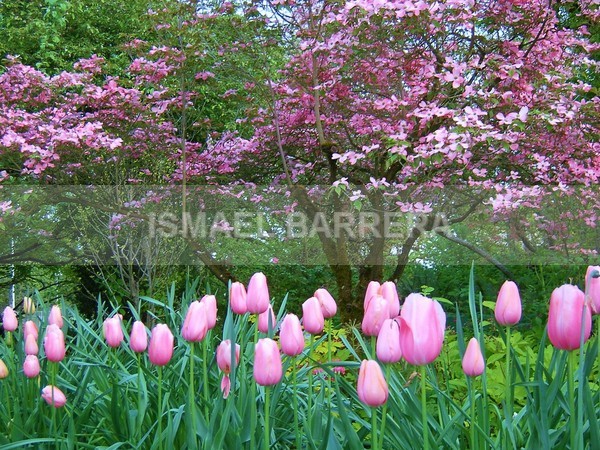 Tulips - FLORAL