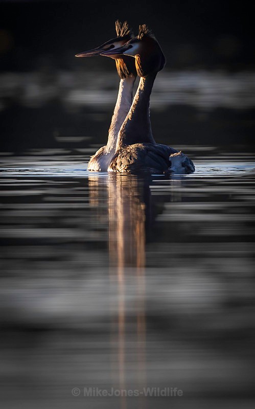 GREBE - Latest projects, Cairngorms Deer, Boxing Hares, Landscapes...North Wales, Birds