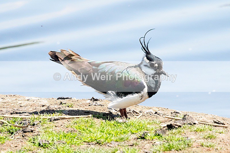 20180529-Woolston8E0A6460 - Lapwing