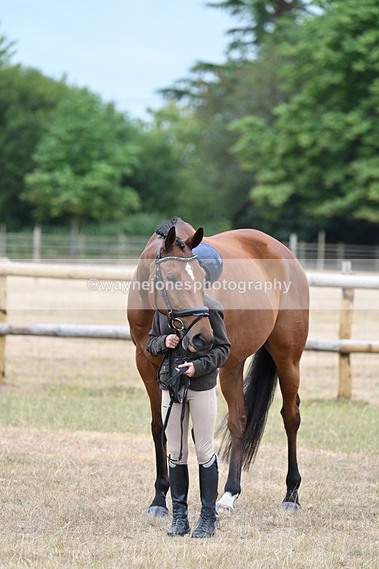 WJ7_9900 - Class 5a Most Handsome Gelding (above 14.2hh)