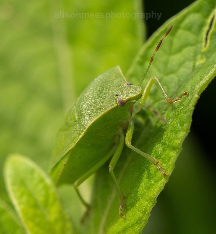  - Macro World