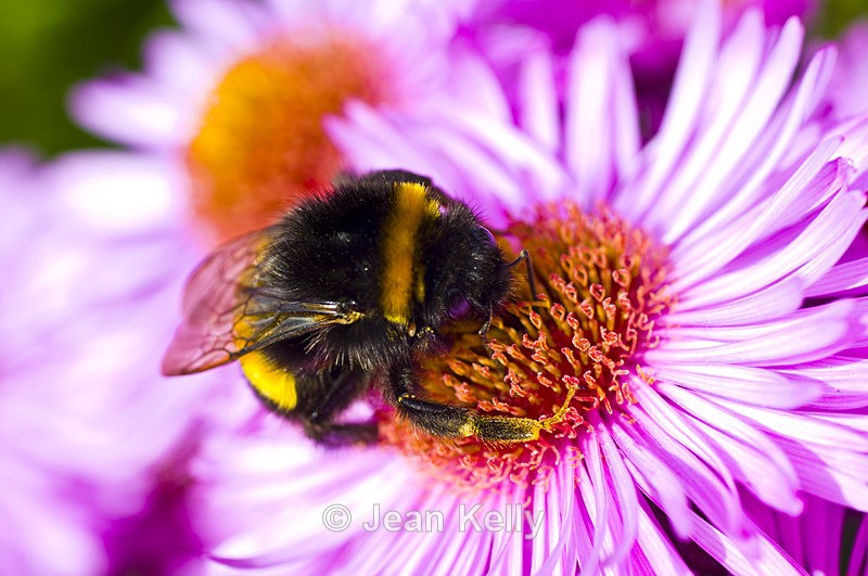 Bee - 7067 - Insects