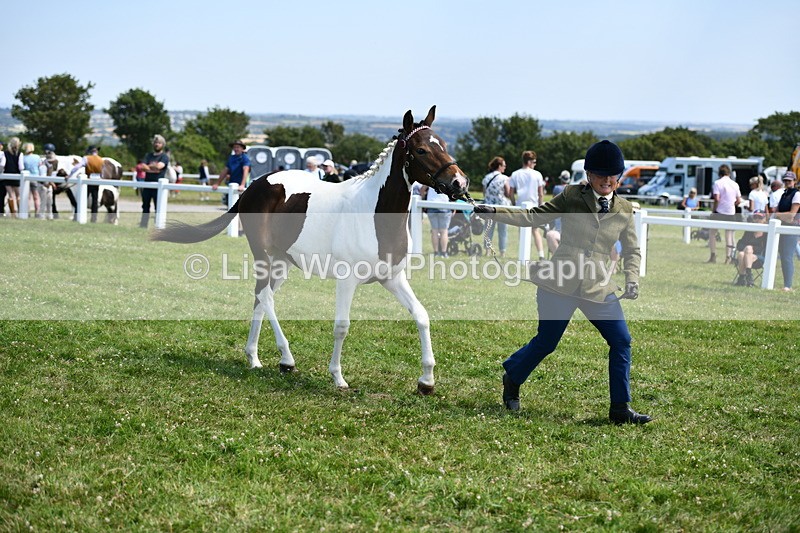 DSC_7505 - Class 63: Coloured Horse Youngstock