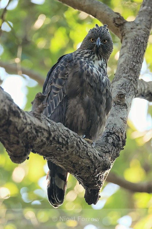 Changeable Hawk-Eagle craning neck, Bandhavgarh Tiger Reserve, India - Changeable Hawk-Eagle