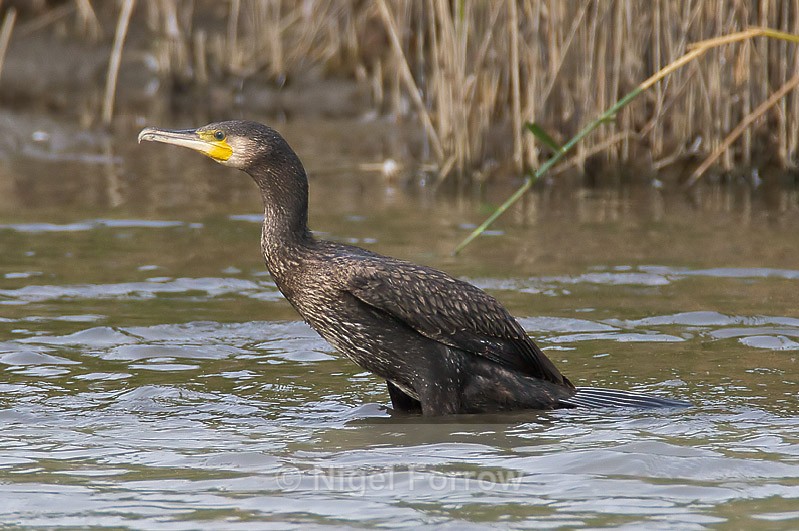 Cormorant at the first screen, Otmoor - Cormorant