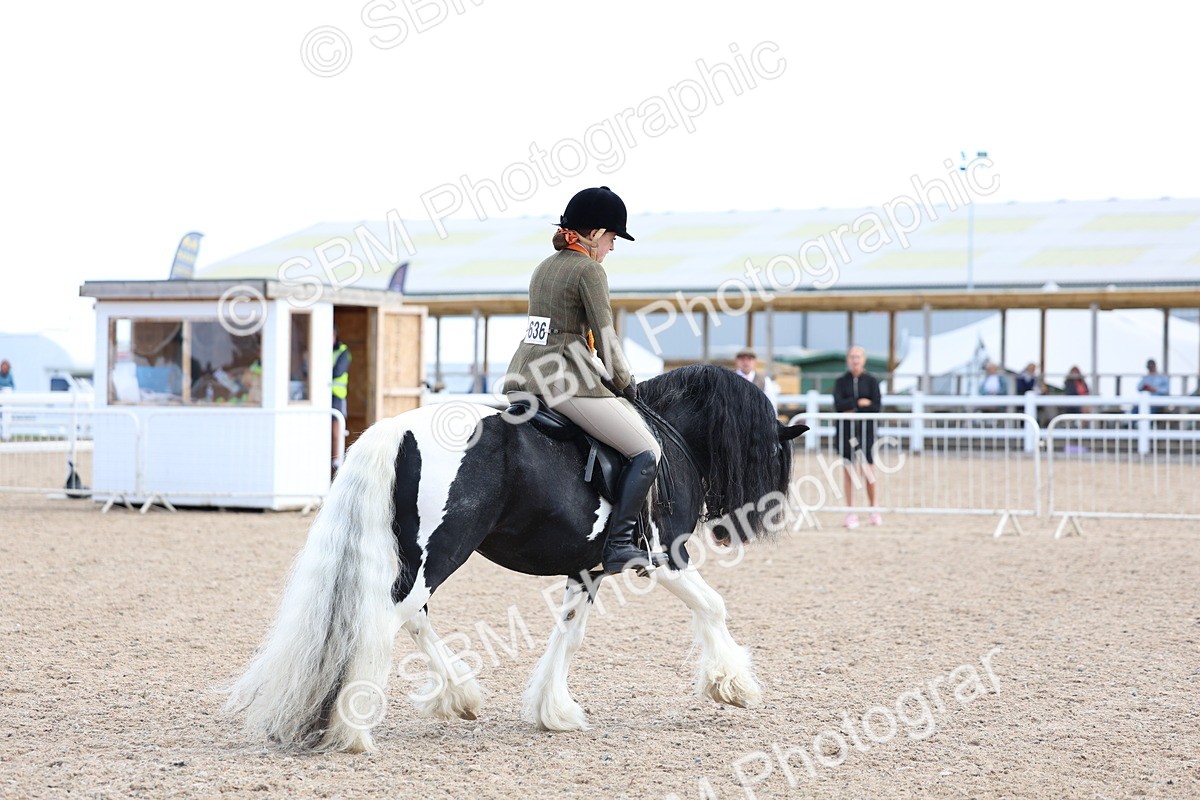 SBM_11481 - Class 307 - Ridden Coloured Pony