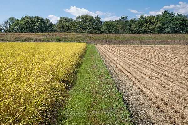 17 Rice Fields Cut and Uncut - Autumn Rice