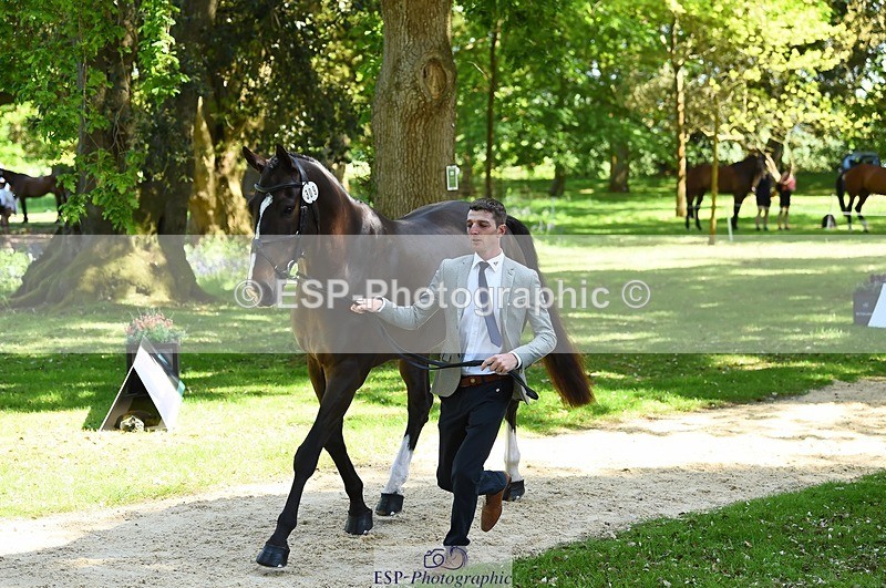 230524-151008-00103 - 309-PLOT_TWIST_B-Tom_Jackson-WEDTrotUp+DR