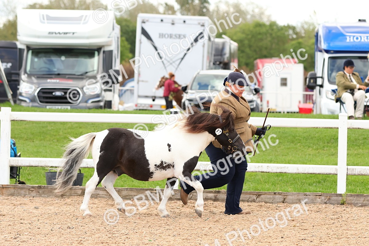SBM_10284 - Class 206 - IH Non Show Type Pony