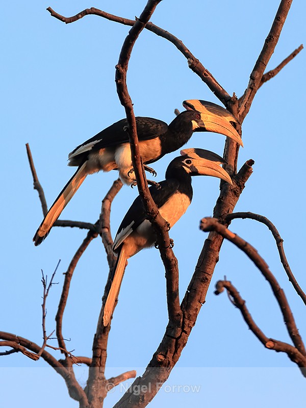 Malabar Pied Hornbills (male and female), Bandhavgarh Reserve, India - Malabar Pied Hornbill