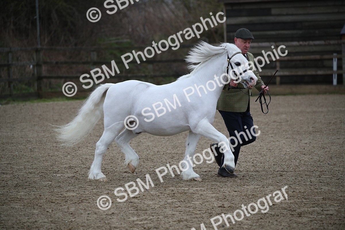 SBM_003938 - Class 1-4 - Young Stock classes Inc. In Hand Championship