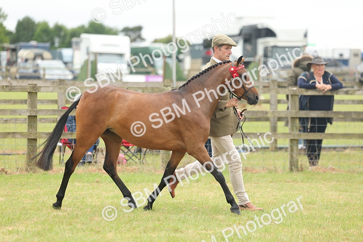 SBM_05552 - Class 68-73 - Riding Pony Breeding