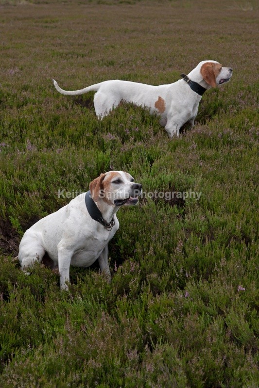 KJS_9575 (RM) - Working Dogs