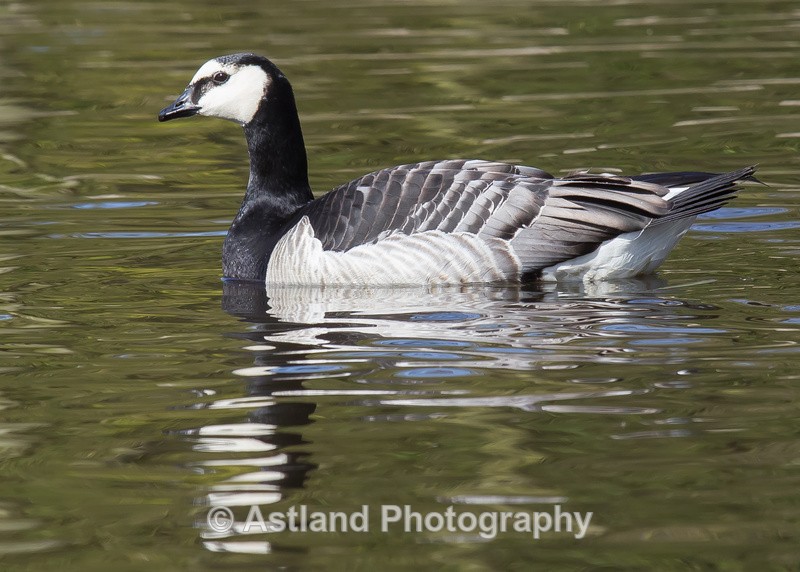 Astland Photography, Bird and Wildlife Images, Susan and Peter Wilson, U.K.