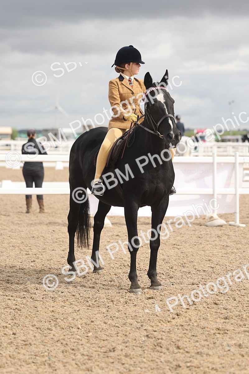 SBM_04414 - Class 18 - Handsomest Gelding (IH or Ridden)