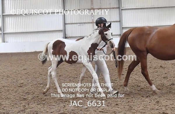 JAC_6631 - 15 Ziggy of Westoak