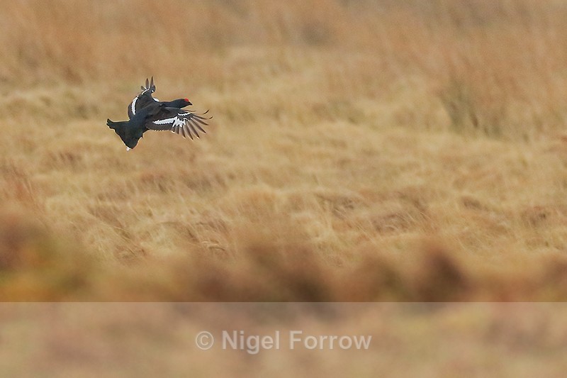 Black Grouse in flight, Scotland - Black Grouse