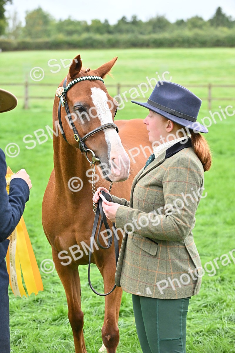 SBM_57574 - S46 - Part Bred Arab & Native Pony In Hand