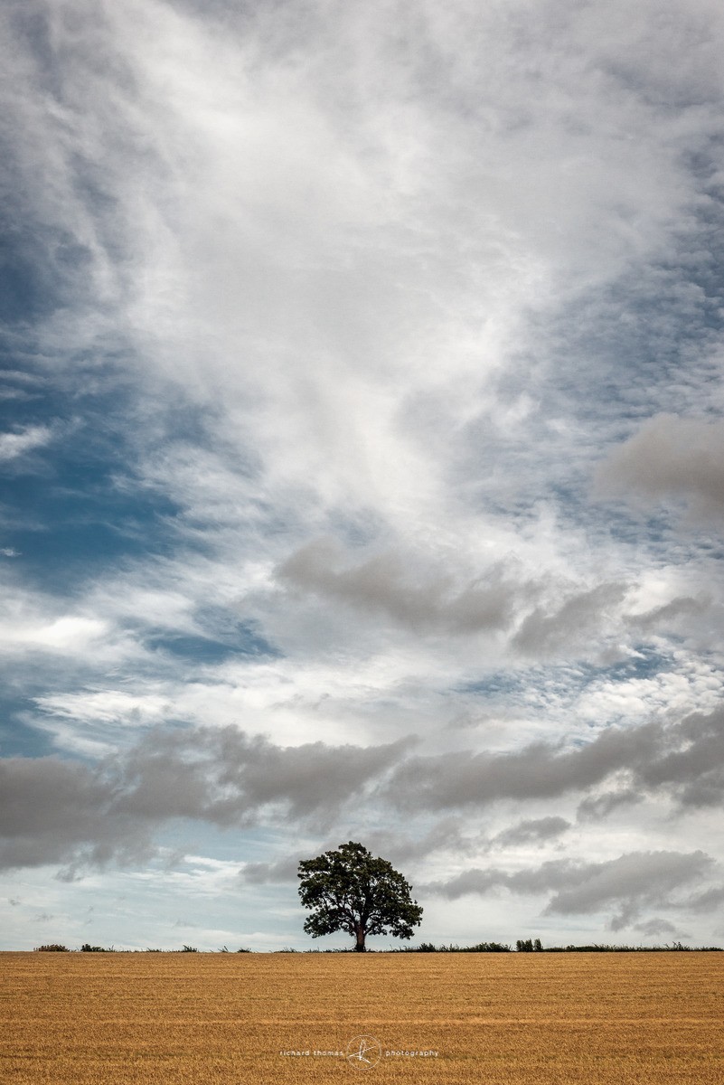 Barley Tree - One2Tree