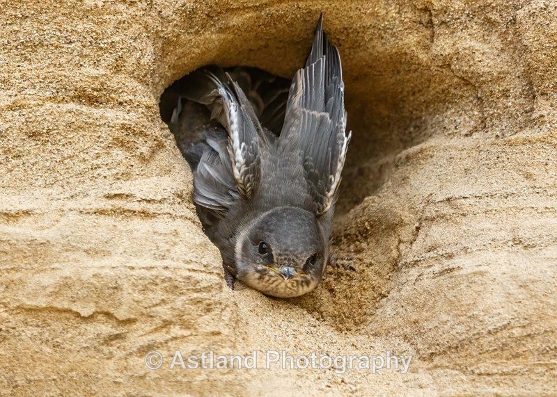 Astland Photography, Bird and Wildlife Images, Susan and Peter Wilson, U.K.