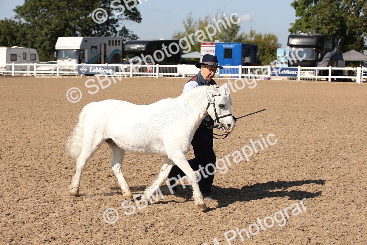 SBM_02758 - Class 16 IH M&M Wildcard