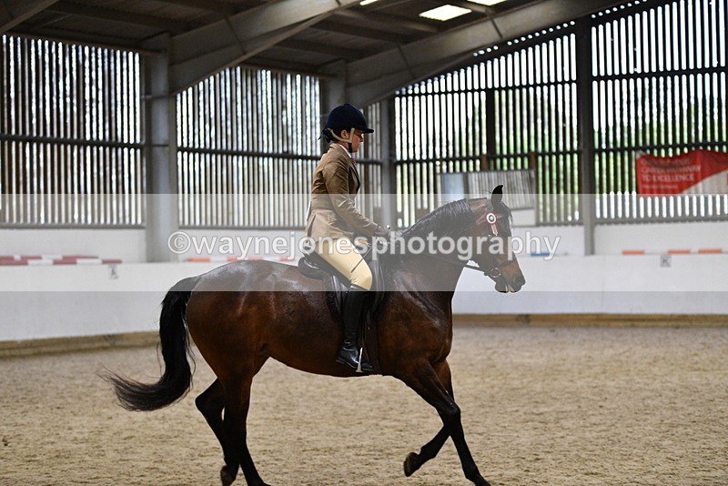WJ5_8960 - Class 15 Ridden Show Horse