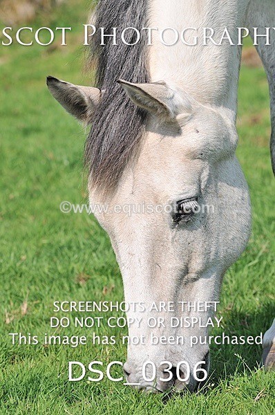 DSC_0306 - ARCHIVE REQUEST - Quincy and Guinness