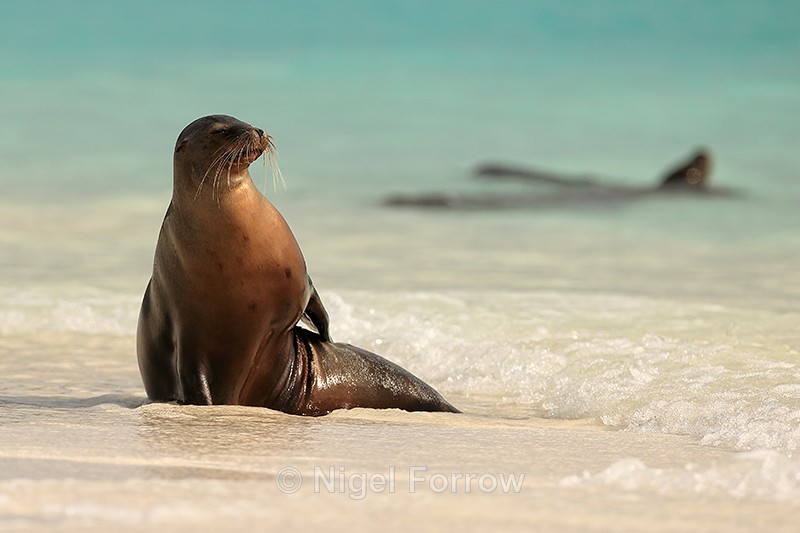 Galapagos Sea Lion scratching itself, Espanola, Galapagos - Sea Lion