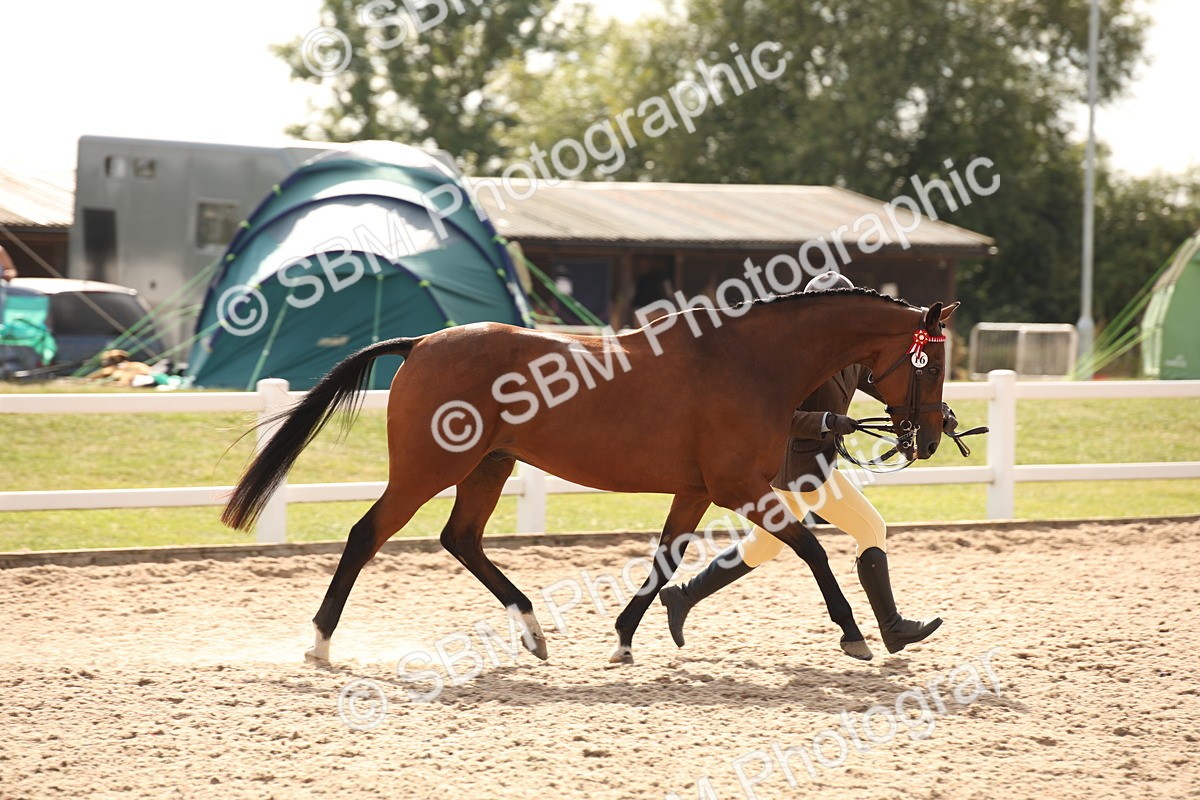 SBM_08153 - Class 27 - IH Competition Horse-Pony