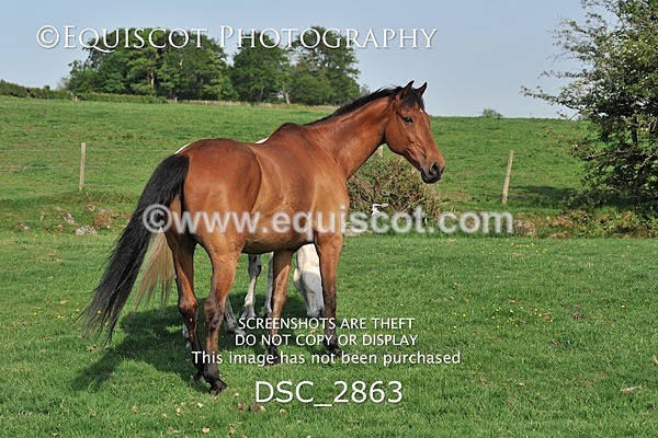 DSC_2863 - ARCHIVE REQUEST - Quincy and Guinness